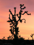 Joshua Tree at Sunset in Joshua Tree National Park  California  USA