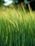 Barley in Summer  Scotland