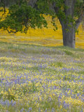 Lone Oak and Spring Wildflowers  San Luis Obispo County  California  USA