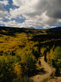 Colorful Trees in Fall  Boulder