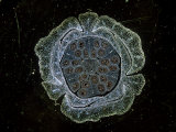Lily  Developing Embryos