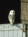 Barn Owl  Tyto Alba Adult Perched on Stable Door  Scotland Cairngorms National Park  Scotland