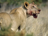 African Lion  Female Covered in Blood from Kill  Kenya