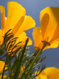 Poppies in Spring Bloom  Lancaster  California  USA