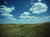 Small Herd of Bison Graze Native Grasses on a Nebraska Prairie