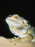 Bearded Dragon  Aquarium Animal