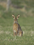 Brown Hare  Adult Alert  Scotland