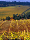 Knutsen Vineyard in the Red Hills of the Willamette Valley  Oregon  USA