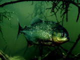 Piranha  Serrasalmus Natteri