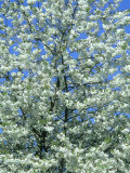Cherry Blossom  Inverness  Scotland
