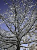 A Tree Covered with Snow  Boulder