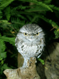 Tawny Frogmouth on Log  Australia
