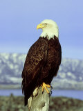 Bald Eagle on Post  USA