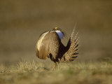 Sage Grouse  Display  USA
