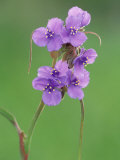 Prairie Spiderwort  Tradescantia Occidentalis  Texas Hill Country USA