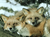 Red Fox  Vulpes Vulpes Fulva Pair Montana