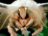Chinese Oak Silkmoth  Close-up of Antennae  Male