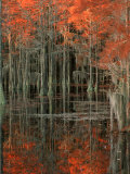 Cypress Swamp with Reflections  George Smith State Park  Georgia  USA
