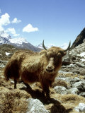 Domestic Yak  Khumbu Everest Region  Nepal