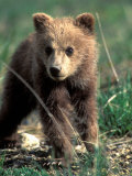 Grizzly Bear Cub in Alpine Meadow near Highway Pass  Denali National Park  Alaska