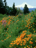 Poppies on Hillside with Mount Hood Near Hood River  Oregon