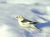 Snow Bunting  N Troy  USA