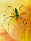 Spider on Daylily  Savannah  Georgia  USA