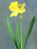 Daffodil Sequence