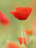 Common Poppy  Close-up of Single Flower in Arable Field  Scotland