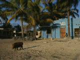 Wild Boar Wanders Through a Village on the Galapagos Islands