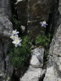 Blooming Columbine  Colorado