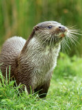 European Otterlutra Lutraclose-Up Portraiton Riverbank