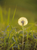 Dandelion in Evening Light  Scotland