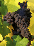 Pinot Noir Grapes Ready to be Harvested in the Fall  Sherwood  Oregon  USA