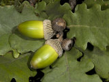 Quercus Petraea  Sessile Oak Acorns and Leaves