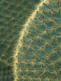 Cactus  Detail  Scotland