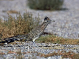 Greater Roadrunner  New Mexico
