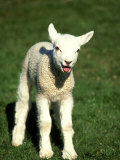 Lamb  March  Wiltshire