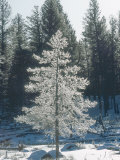 Douglas Fir  with Frost  USA
