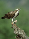 Osprey  Pandion Haliaetus Male on Branch with Fish Scotland  UK