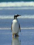 Gentoo Penguin  Falklands