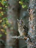 Long-Eared Owl  Asio Otus  Highlands  Scotland