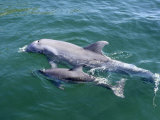 Bottlenose Dolphins Adult and Young  Honduras