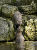 Asian Short Clawed Otters  Pair of Otters Greeting on a Waterfall  Earsham  UK