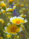 Tiddy Tips and Lupine  Shell Creek  California  USA