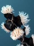 Whip Coral Anemones  Komodo  Indonesia