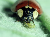 2-Spot Ladybird  Adult Feeding on Aphid