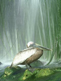 Brown Pelican  Adult  Rehab Zoo Animal