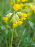 Cowslip  Primula Veris