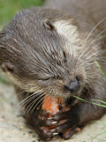 European Otter  Eating Salmon  Sussex  UK